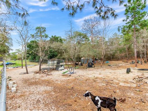 goat play area