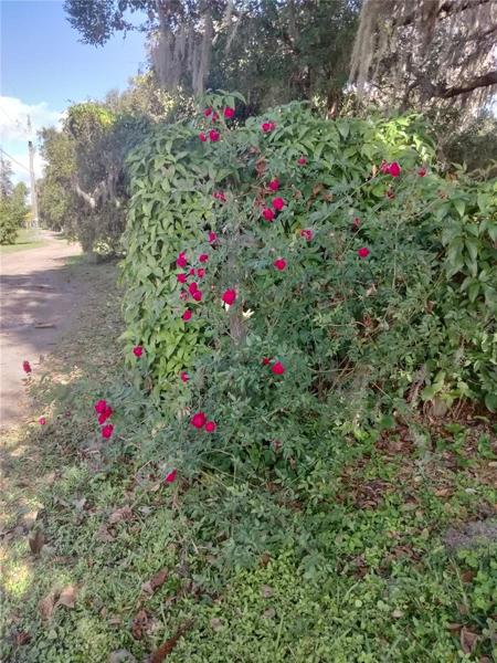 Rose Bush