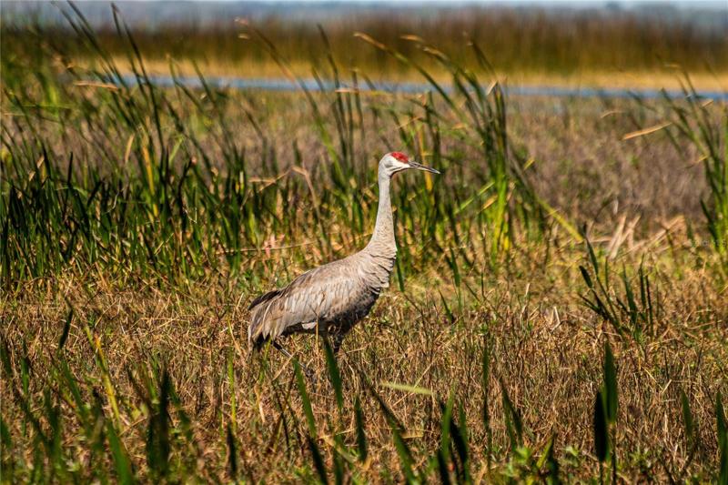 Sandhill Crane