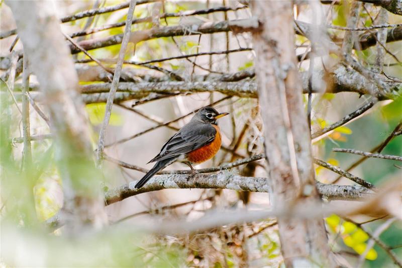 Robin