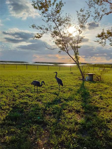 Sandhill Cranes