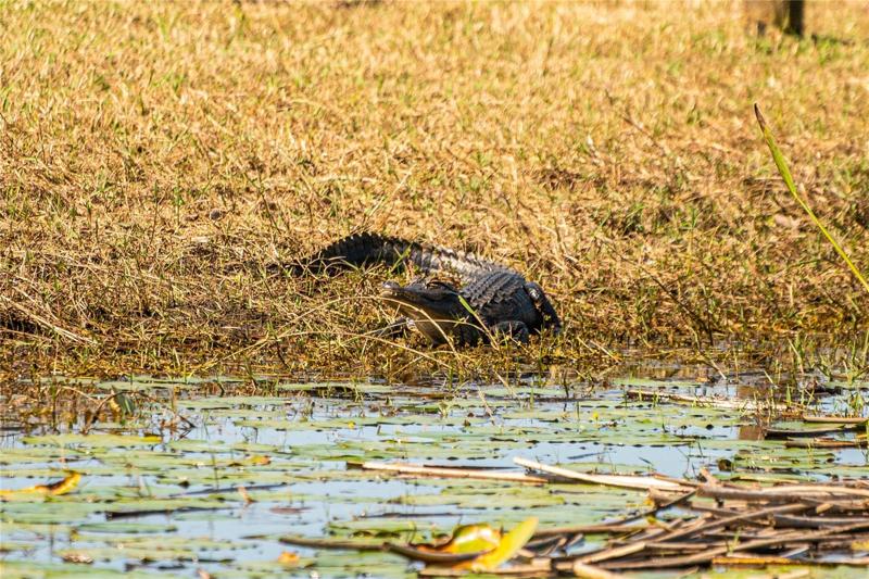 Anhinga