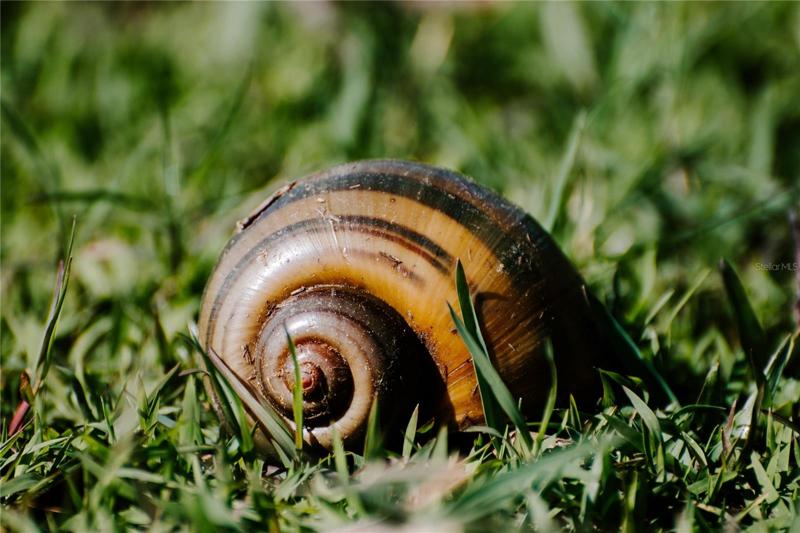 Apple Snail