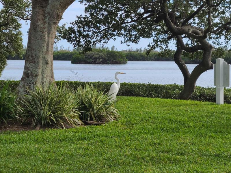 Many beautiful tropical birds