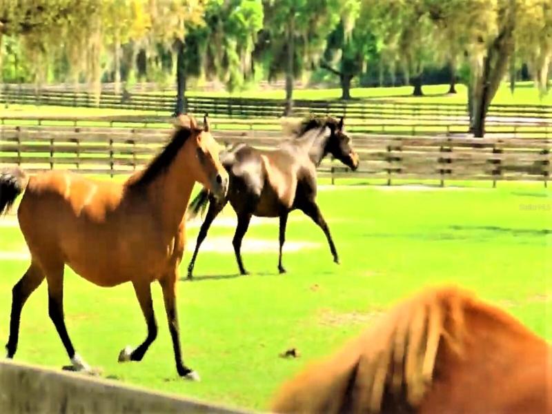 Ocala, FL Horse Country