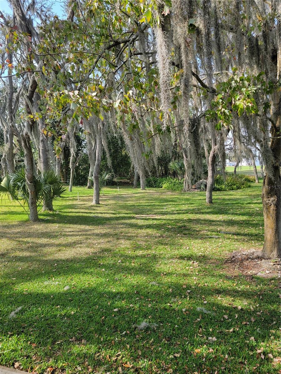 View from back of home - The Villages maintain this park-like area.