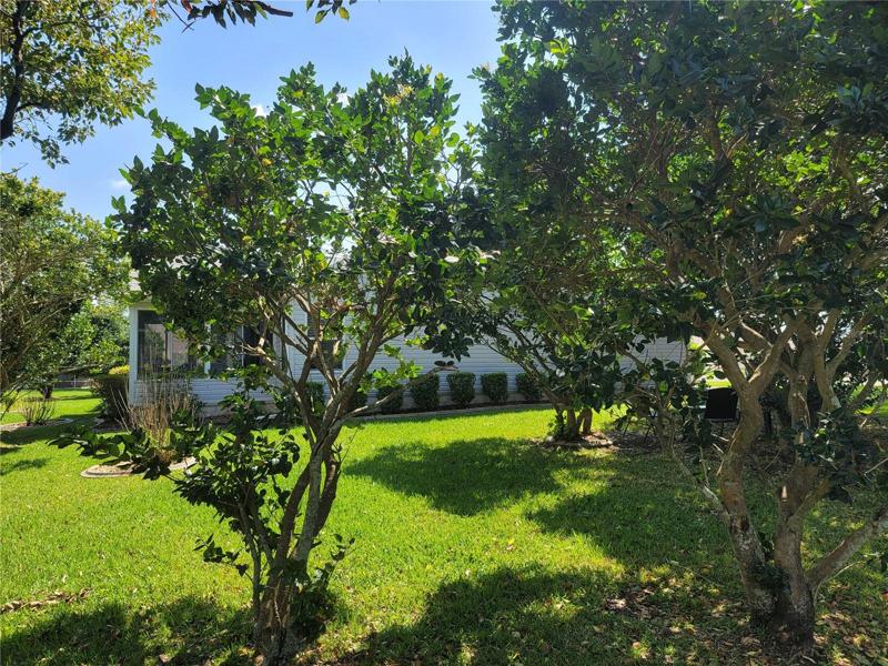 Backyard with lots of beautiful trees