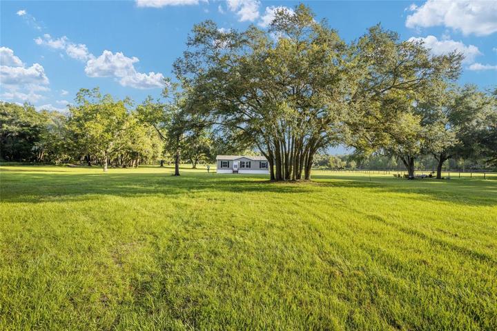 LARGE SHADE TREES
