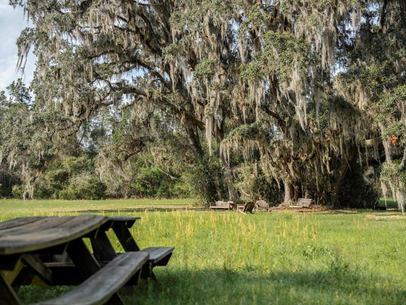 Magnificent trees surrounding property