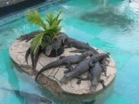 Gator Exhibit
