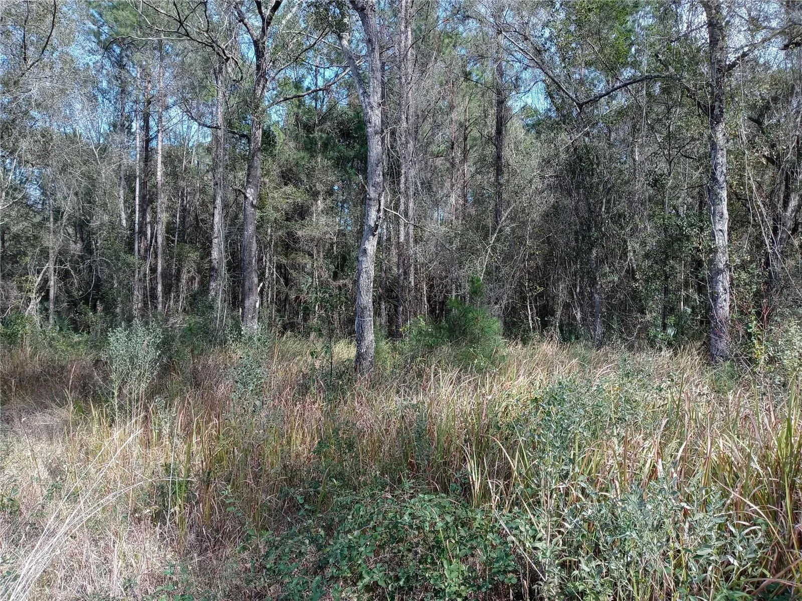 Fort Mc Coy, Florida 32134, 0 , 0 ,0,Land,For Sale,HWY 316,0,OM654349