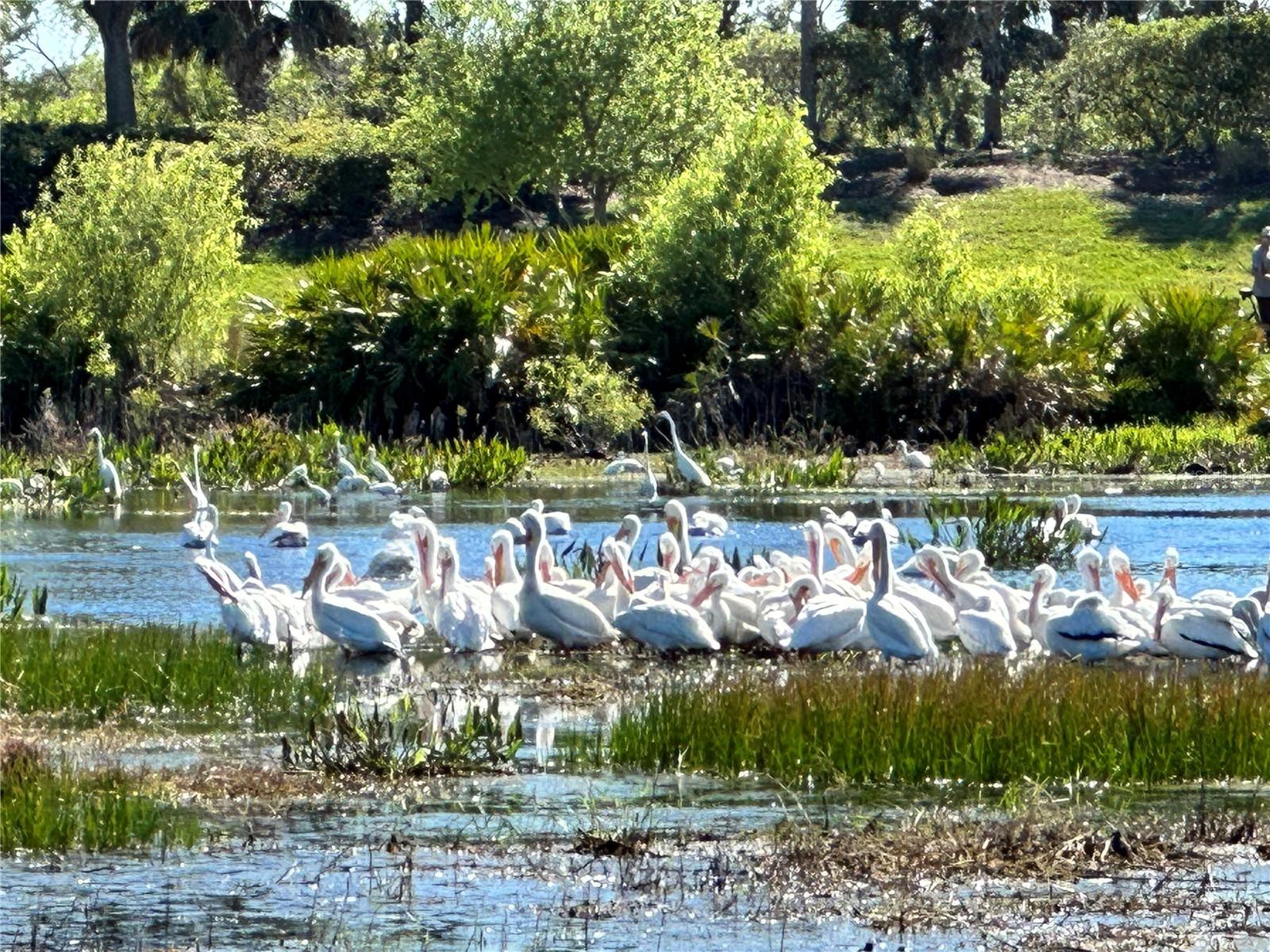 White Pelicans Palooza