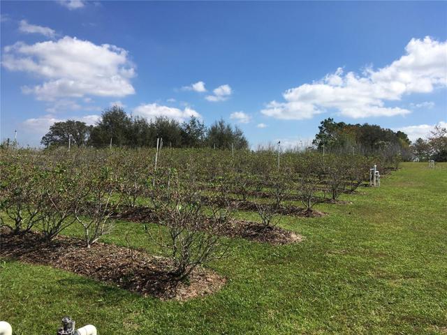 Rows & Rows of Blueberry Bushes:)