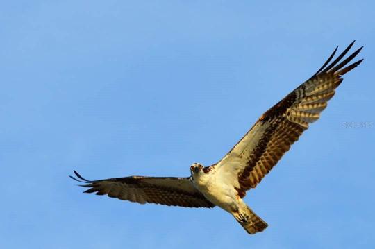 Osprey.