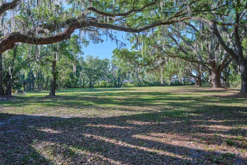 Majestic oak trees dot the landscape