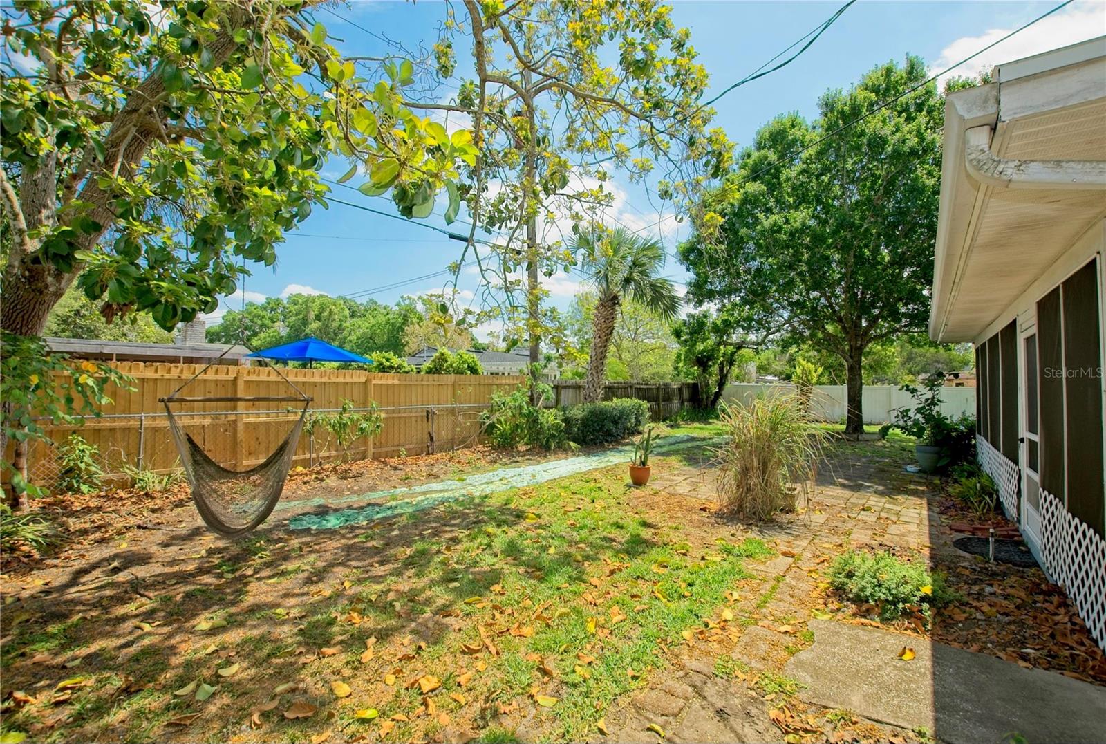 Mature 2 story tall Florida Avocado Tree in the corner of the property