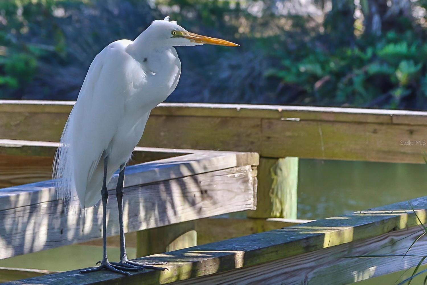 Nature Coast at your Back Door