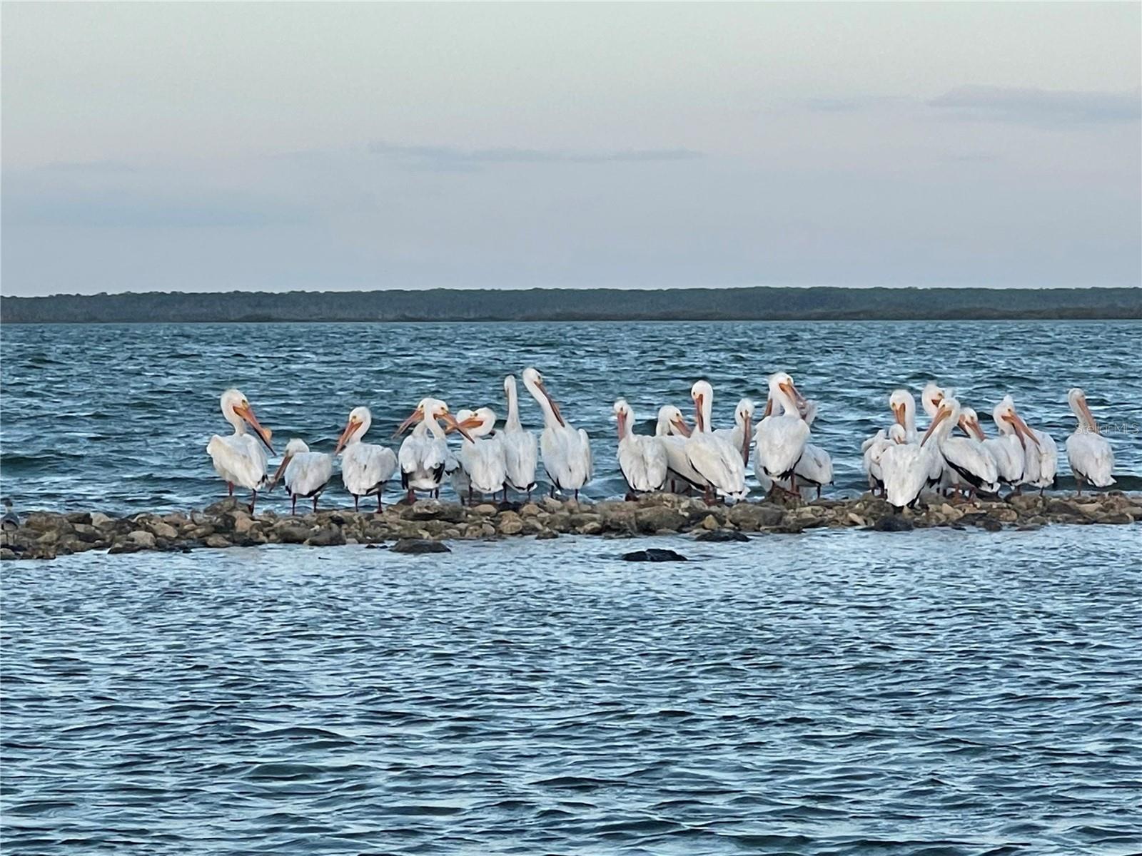 White Pelicans