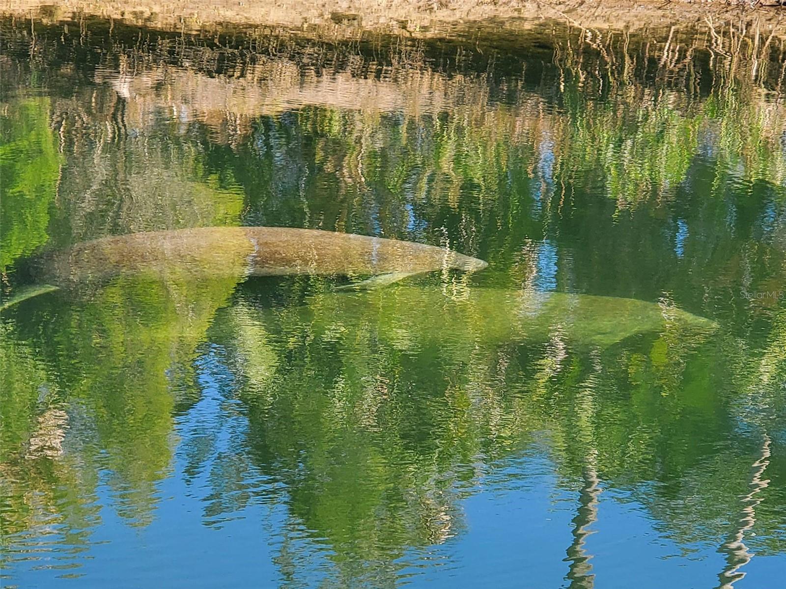 Manatee