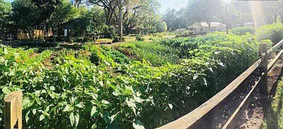 Front plot thriving