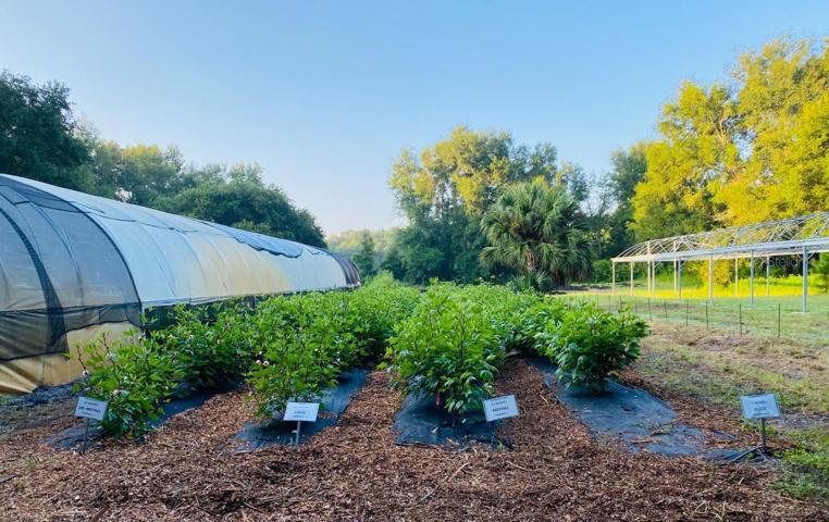 Views of plots and greenhouses