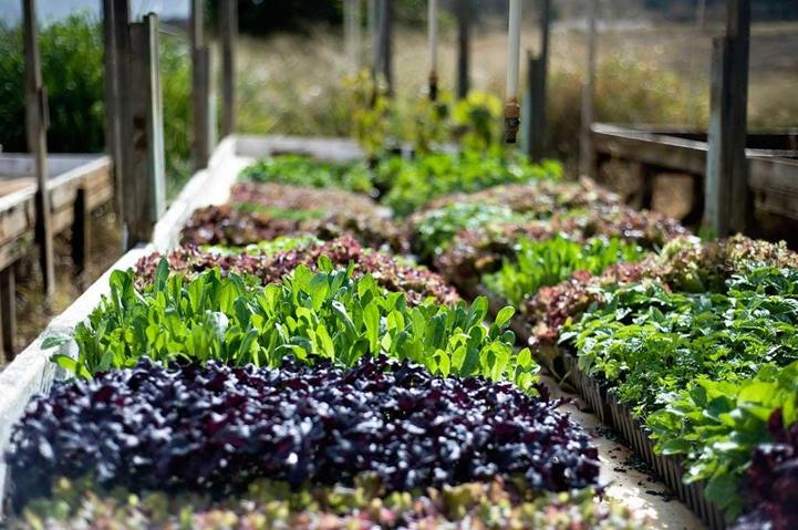 Greenhouse produce