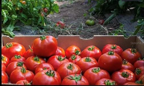 Best tomatoes you'll eat in Florida!