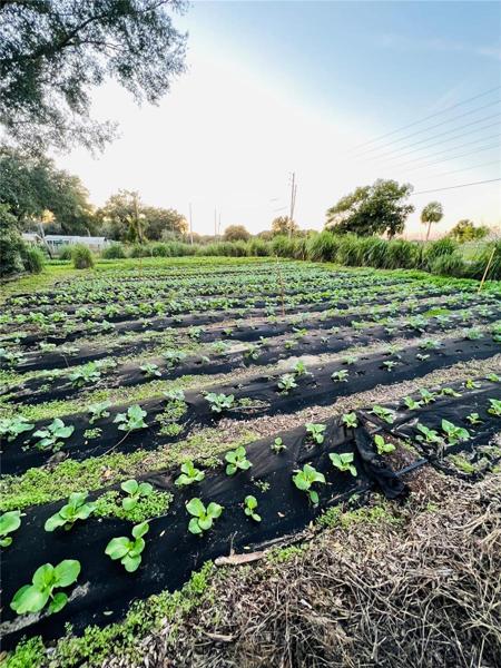 Early plantings