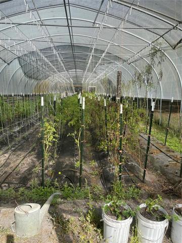 Early plantings in greenhouse