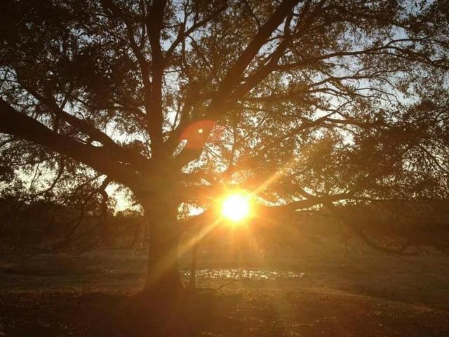 Gorgeous Oaks fill the property