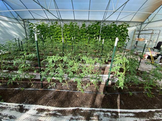 Inside one of four greenhouses
