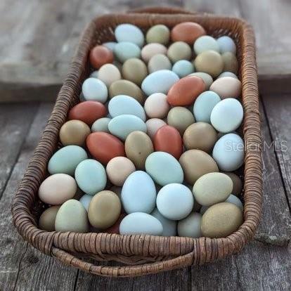 Chickens are the best! Assorted colors from over 2 dozen chickens