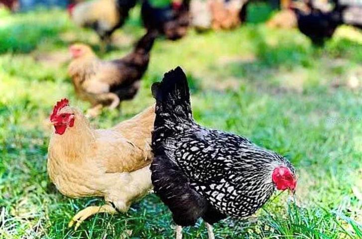 Could be show chickens! Low maintenence, lots of fun.