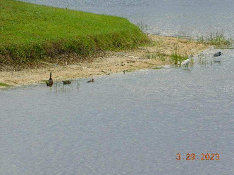 species with babies 