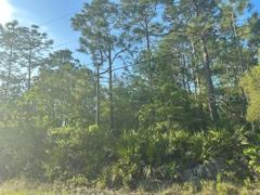 Wooded Acre