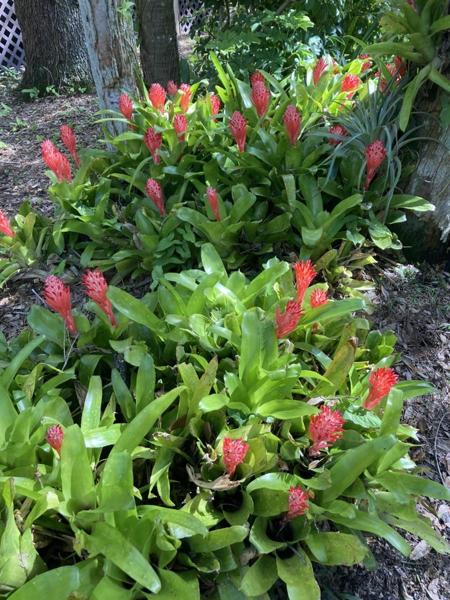 Bromeliads in bloom!