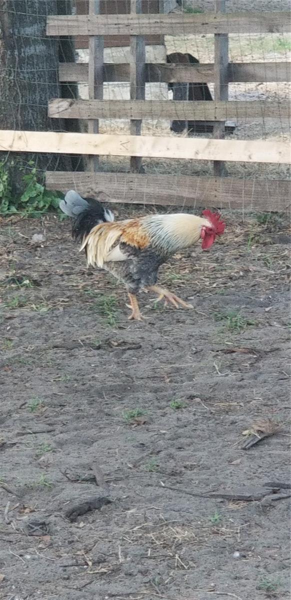 Robbie the Rooster