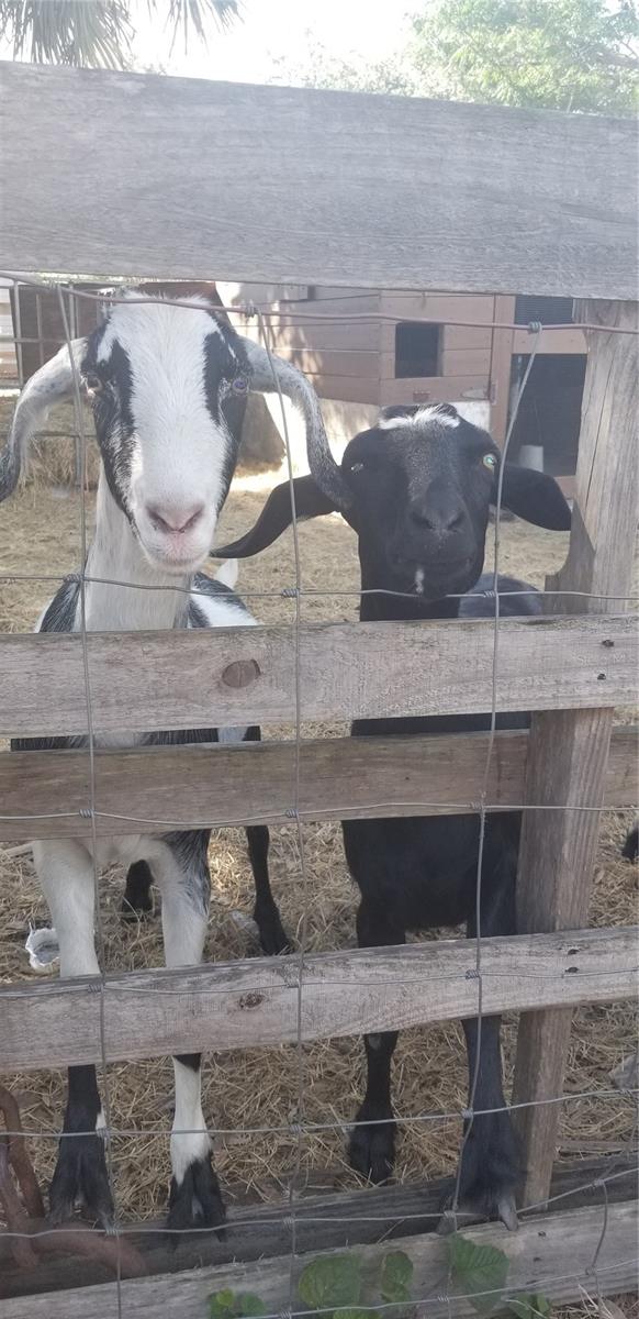 Billie and buddies