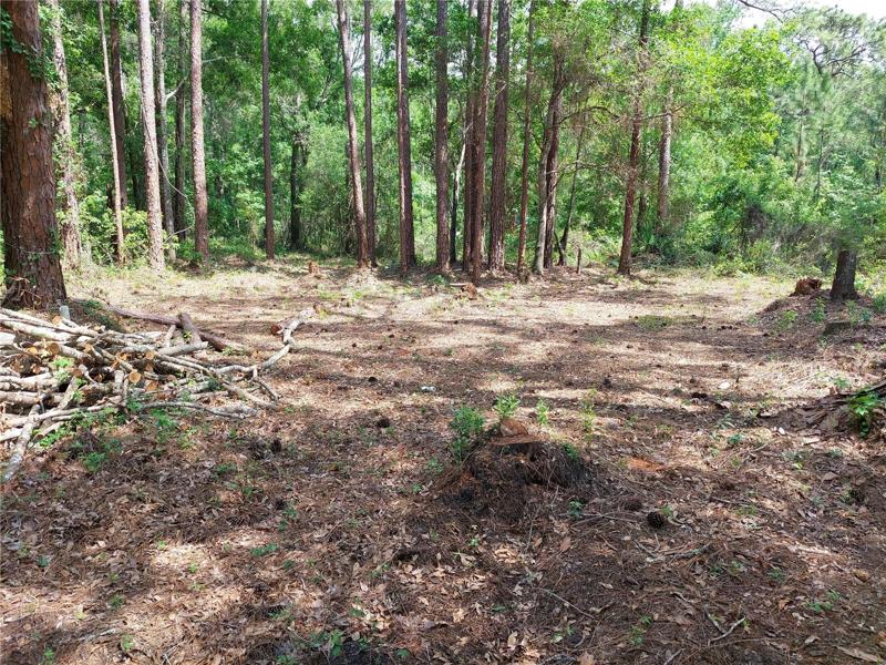 Come build your dream in this clearing