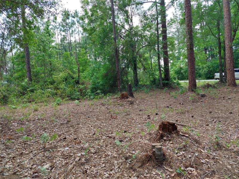 No Cypress Trees. Lot has Oaks and appears to stay dry