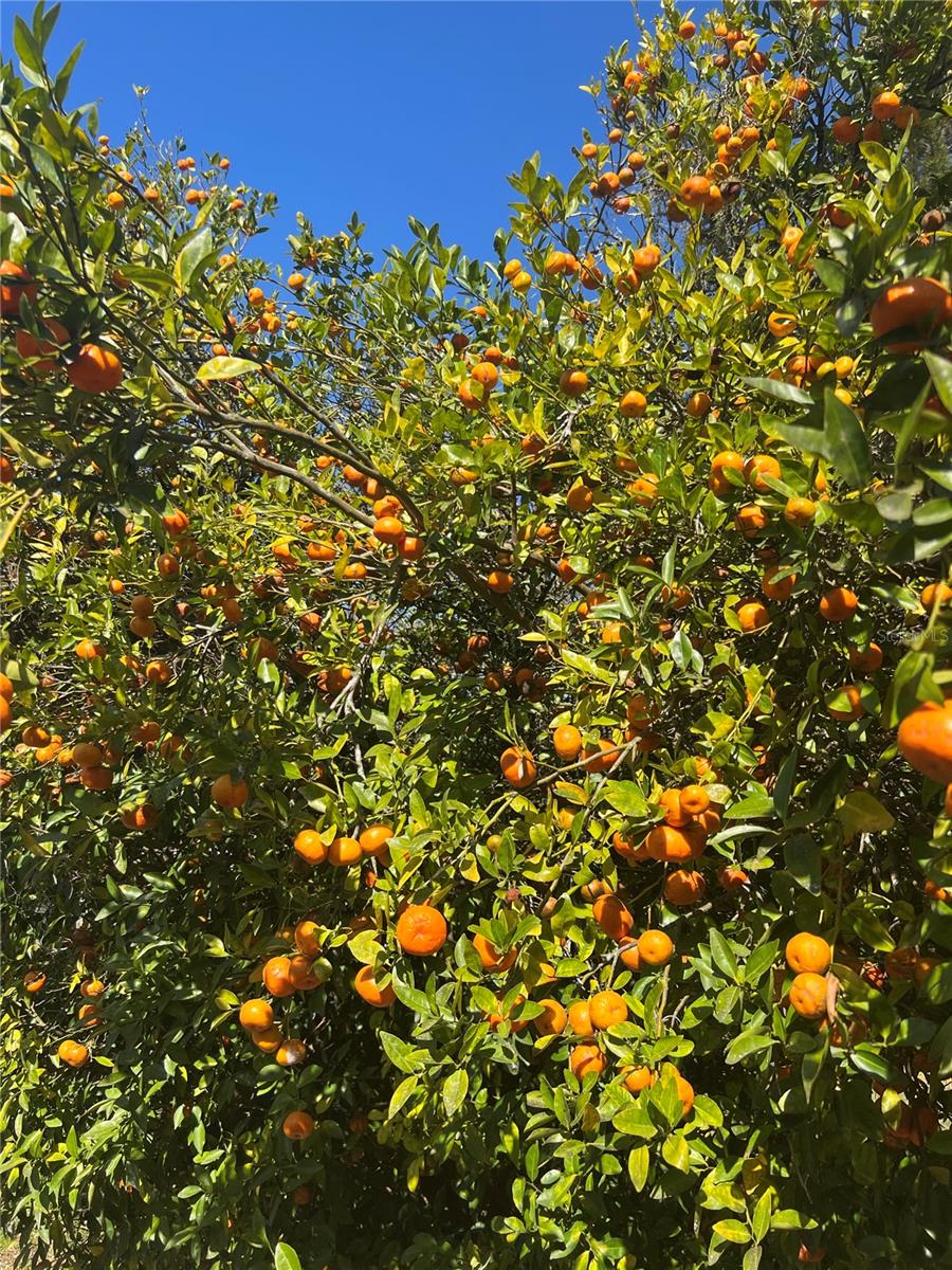 Fruit tree on vacant lot