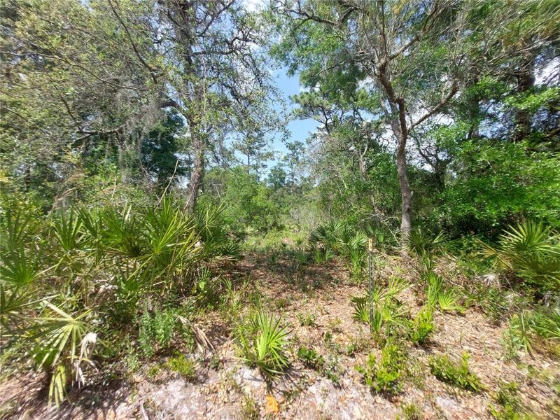 Lot has Oak and Pine trees. No Cypress