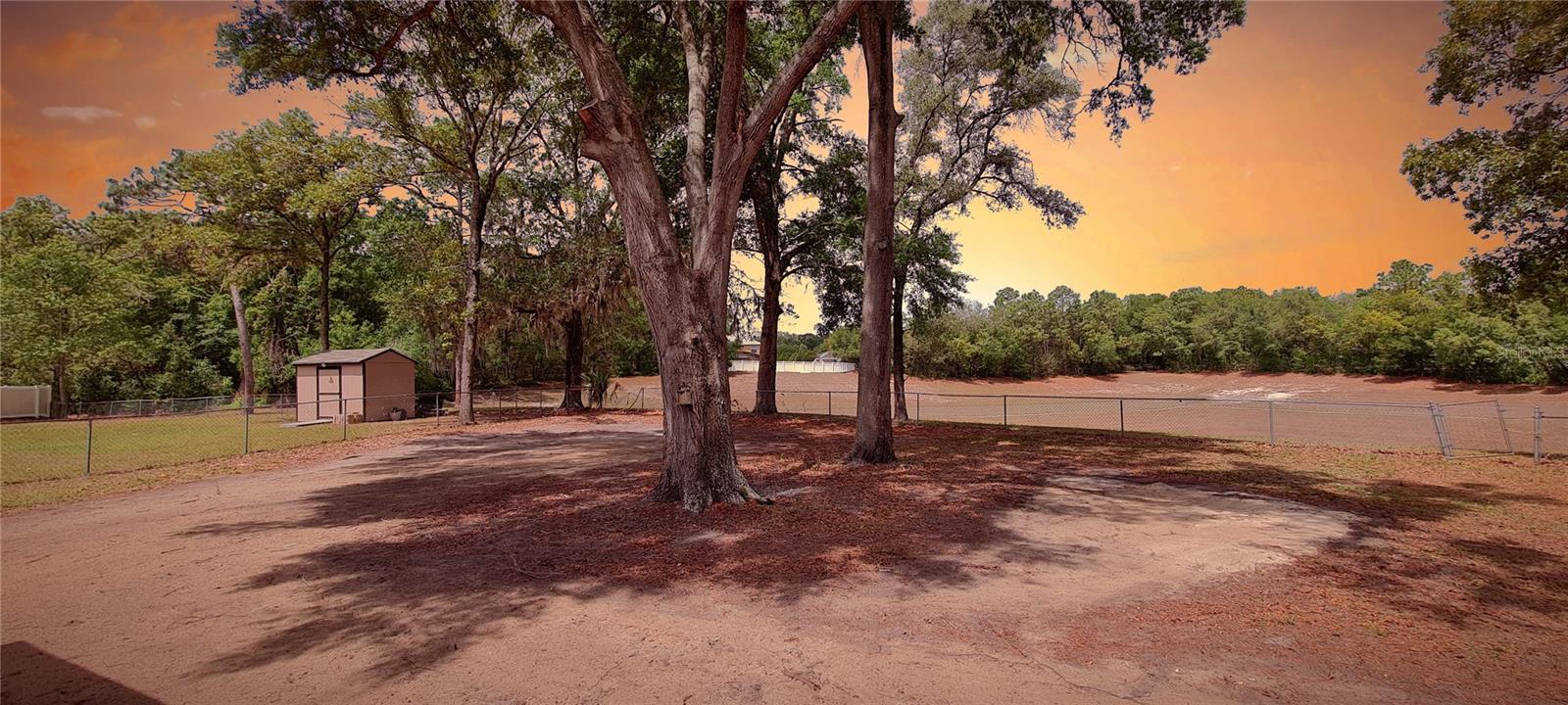 Backyard @ sunset