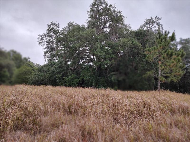 Beautiful Oak Trees are scattered throughout the property