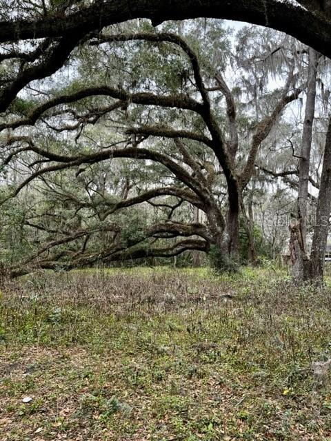 Example of the majestic oak trees