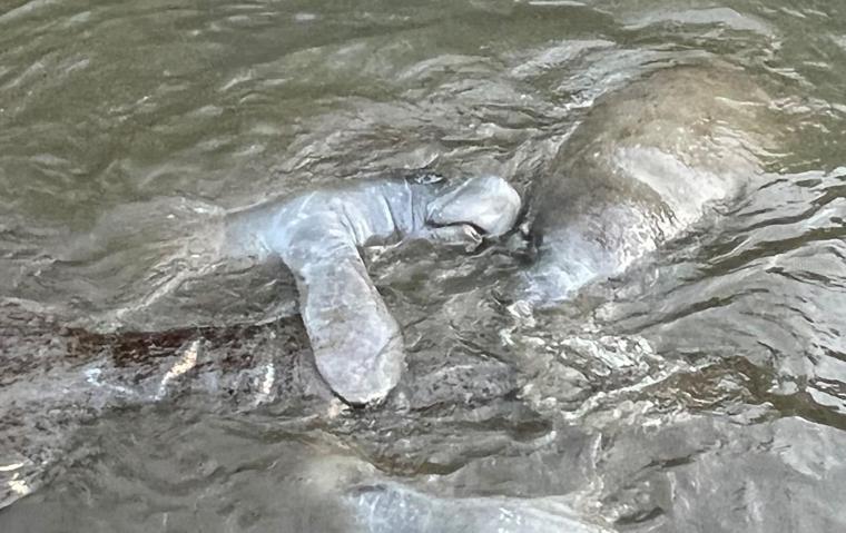 Manatees South Marina
