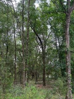 Vacant Lot w/ mature Oak & Pine Trees