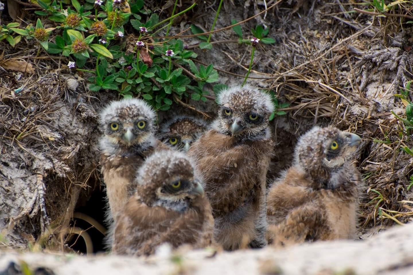 Cape Coral is filled with the tiny burrowing owls