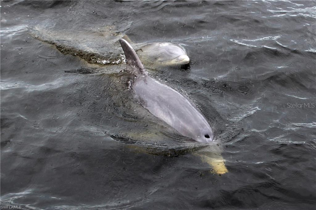 Dolphins in the canal.  There is a fish light off the dock to watch the fish at night after daily sunsets across the canal.