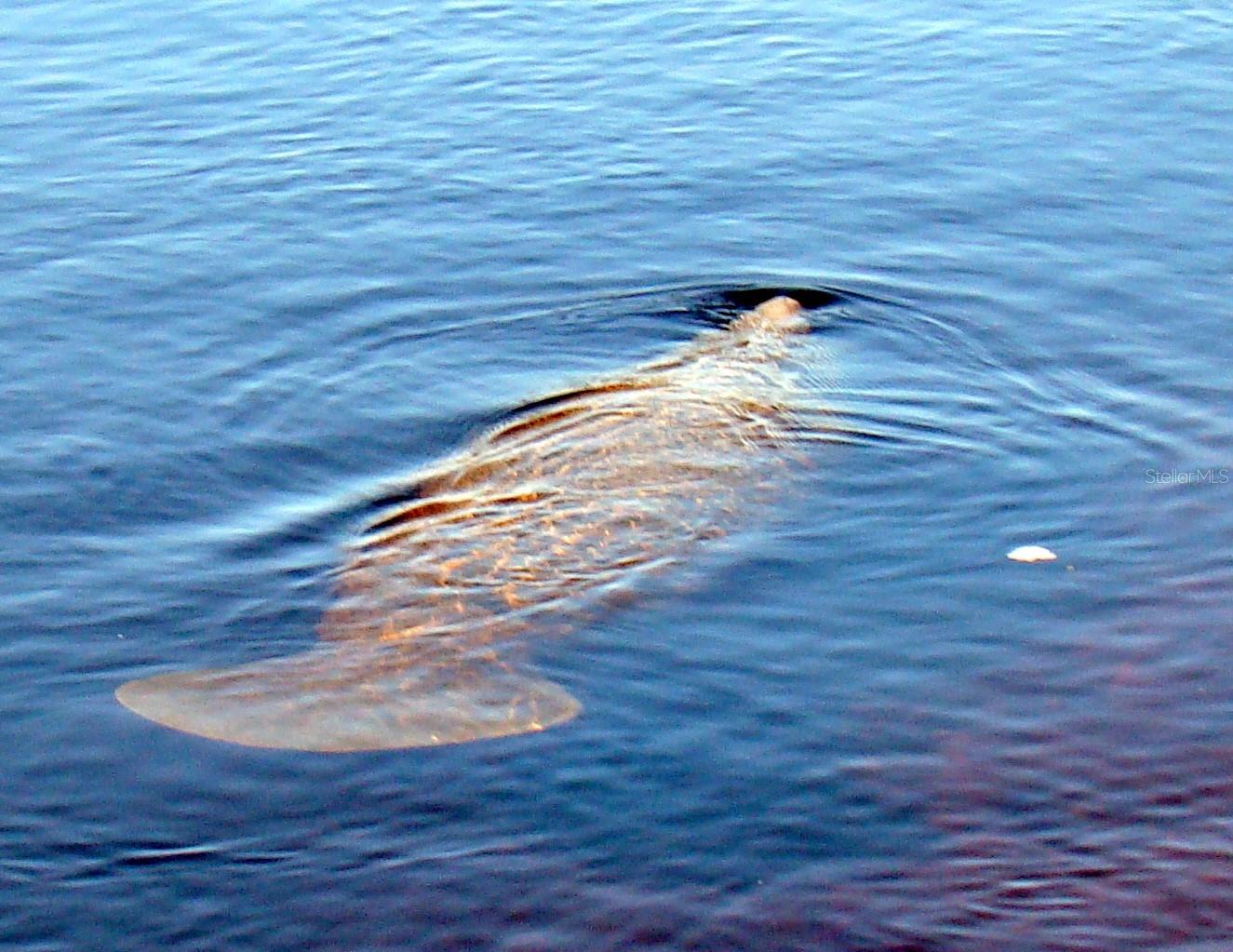 Manatees in the canal